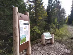 Sentier de la fourmis du bois